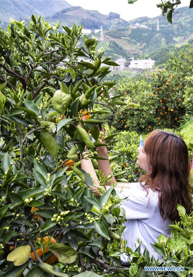 #CHINA-HUBEI-YICHANG-NAVEL ORANGE (CN)