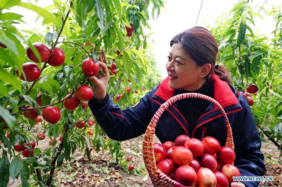 CHINA-HEBEI-AGRICULTURE-GREENHOUSES (CN)