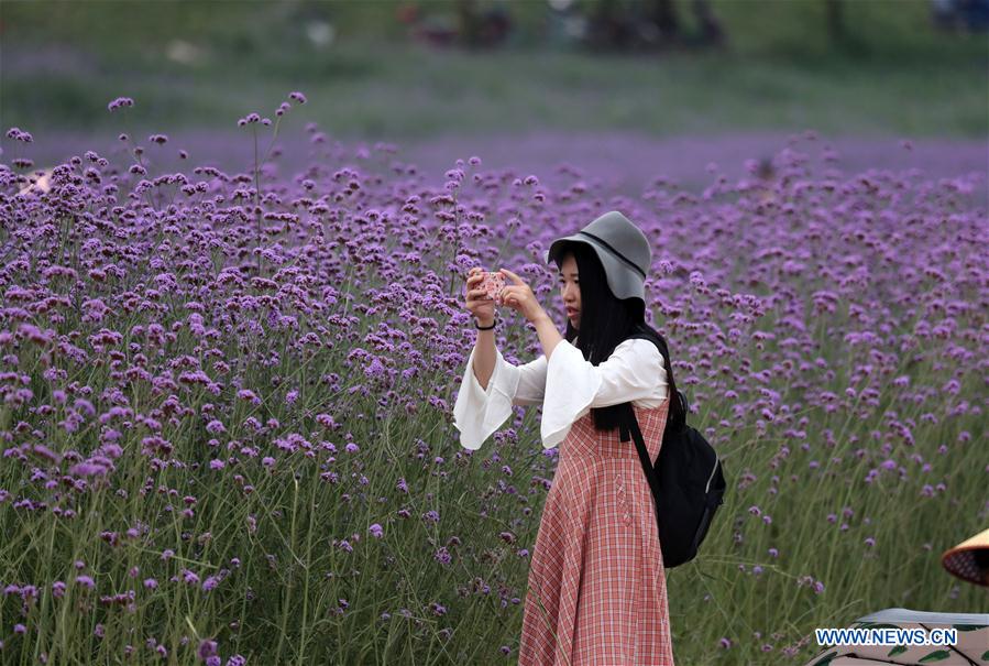 CHINA-GUANGXI-NANNING-FLOWER-TOURISM (CN)