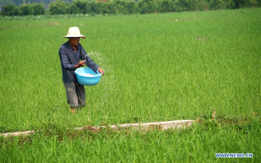 #CHINA-ECONOMY-FARMING (CN)