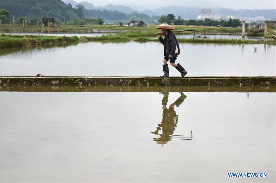 #CHINA-AGRICULTURE-SUMMER-FARM WORK (CN)