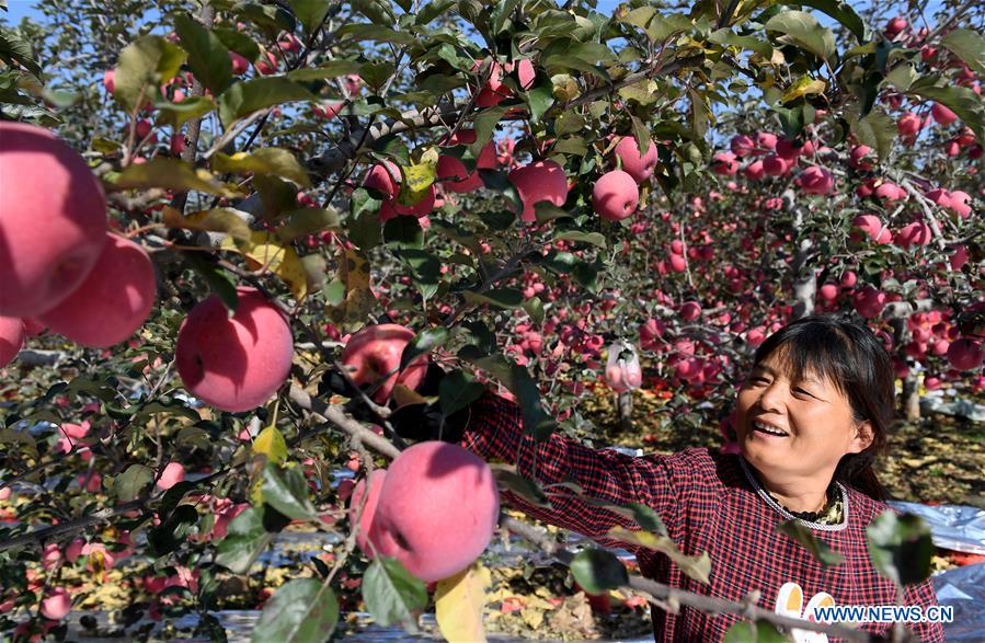 Xinhua Headlines: China's iconic revolutionary base Yan'an bids farewell to poverty