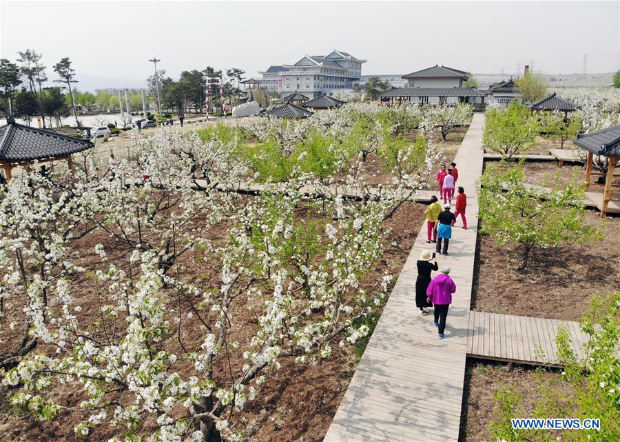 CHINA-JILIN-PEAR ORCHARD (CN)