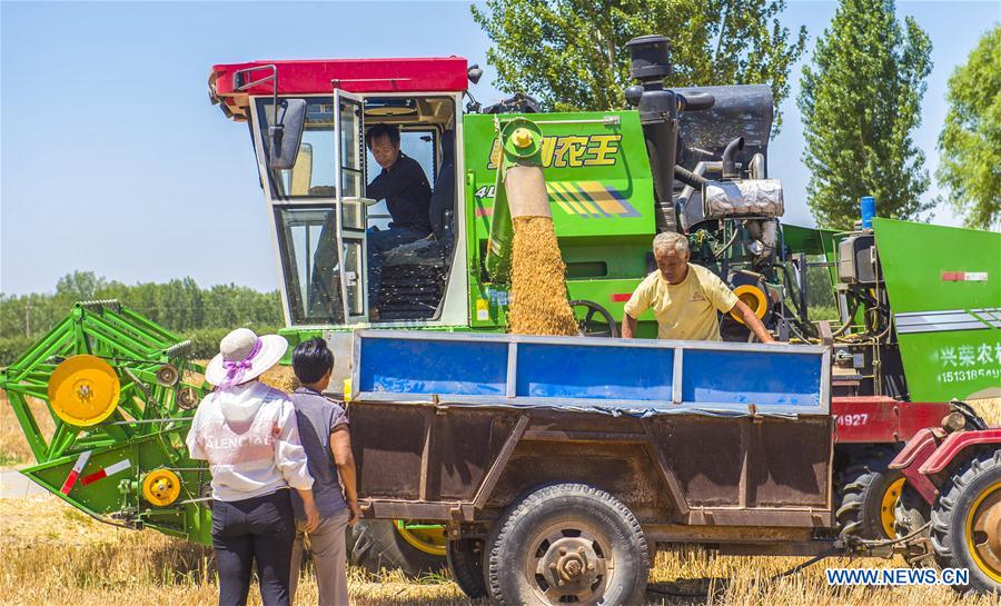 CHINA-HEBEI-WHEAT-HARVEST (CN)