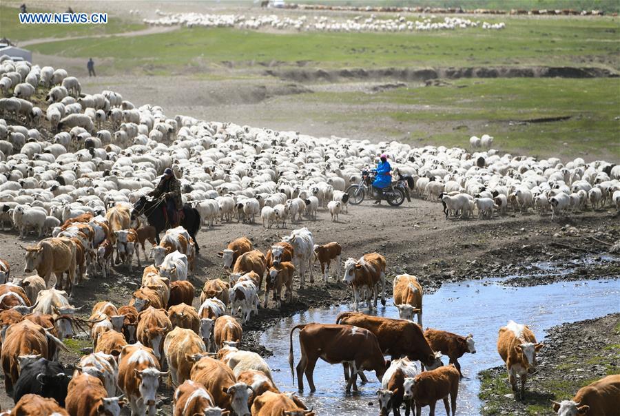 CHINA-INNER MONGOLIA-HERDSMEN-MIGRATION (CN)