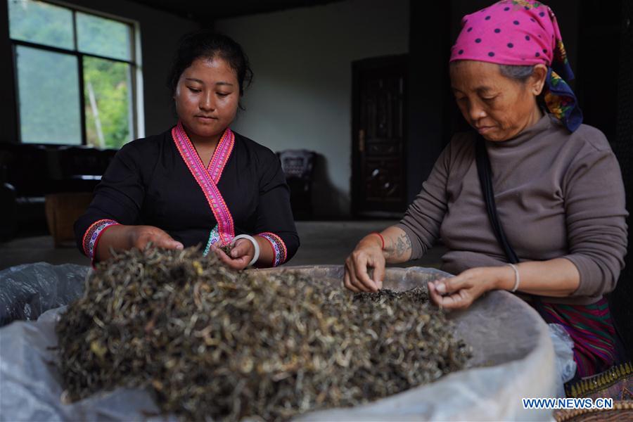 CHINA-YUNNAN-BULANG MOUNTAIN-TEA INDUSTRY (CN)