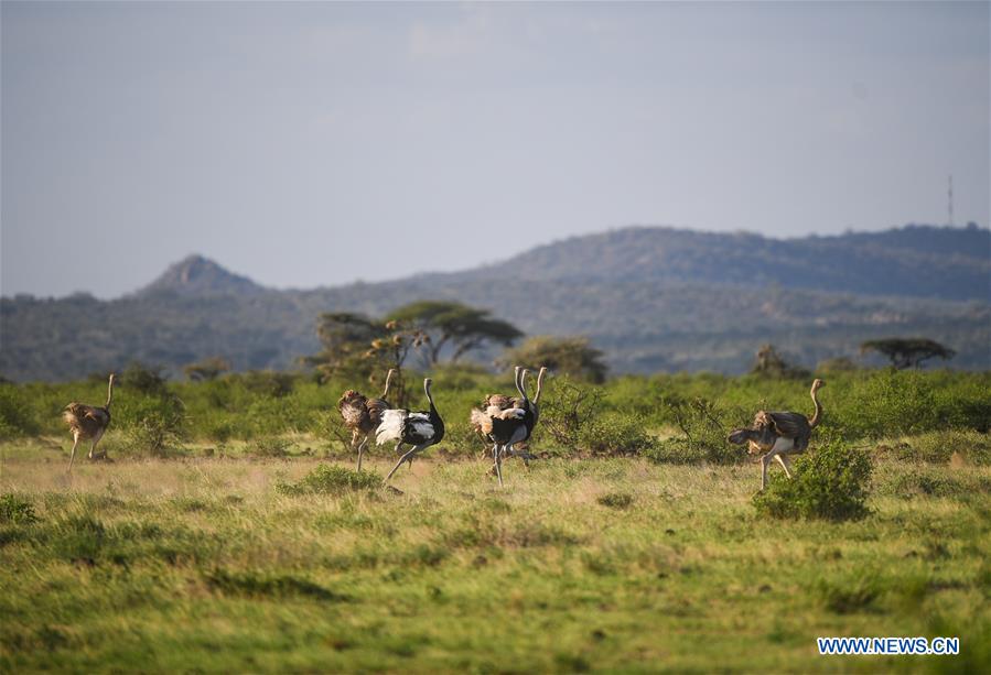 KENYA-SAMBURU-NATIONAL RESERVE