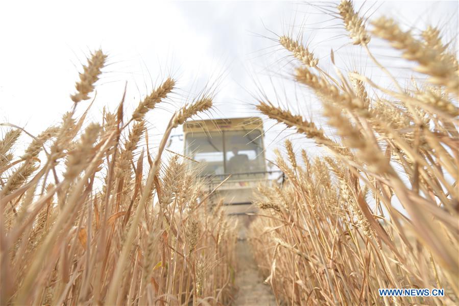 #CHINA-WHEAT-HARVEST (CN)