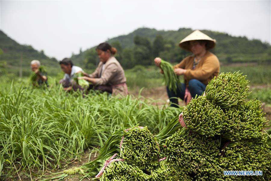 CHINA-GUIZHOU-SUMMER-HARVEST (CN)