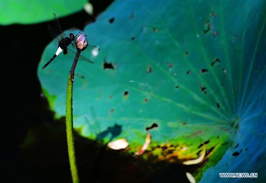 CHINA-FUJIAN-LOTUS (CN)