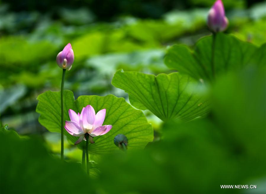 CHINA-TIANJIN-LOTUS FLOWER (CN)