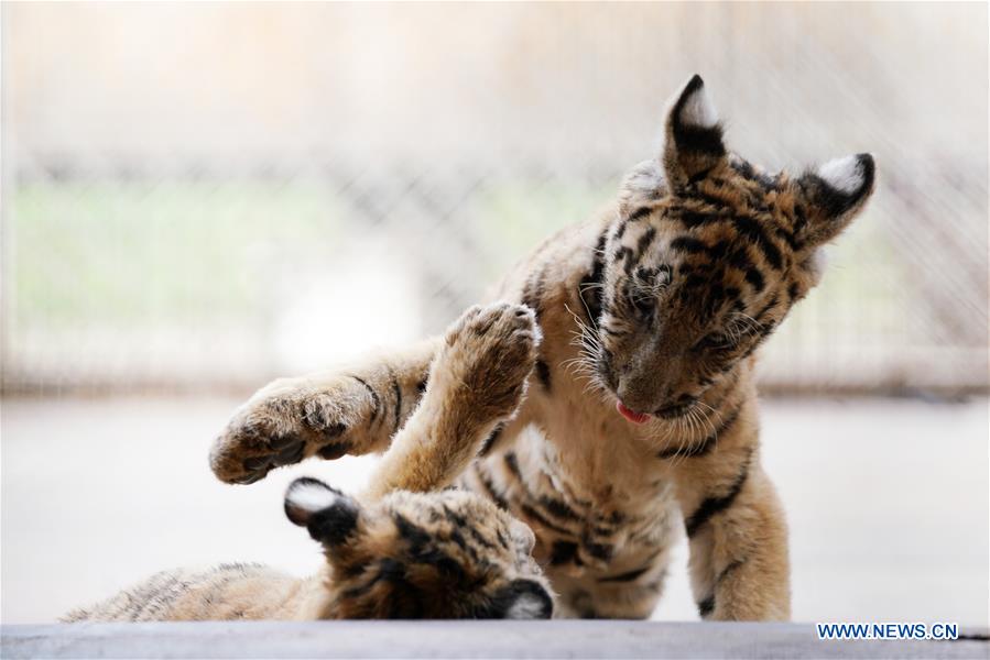 CHINA-HEILONGJIANG-SIBERIAN TIGER CUB (CN)