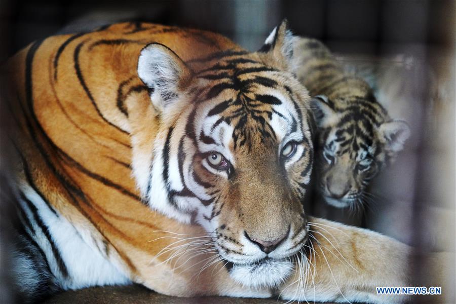 CHINA-HEILONGJIANG-SIBERIAN TIGER CUB (CN)