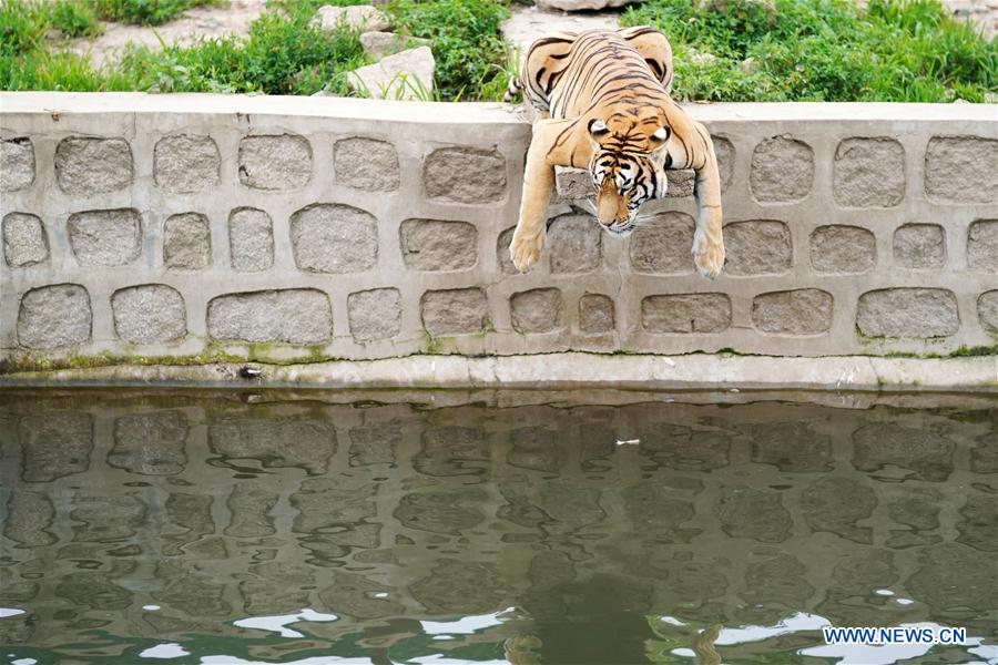 CHINA-HEILONGJIANG-SUMMER-SIBERIAN TIGERS (CN)