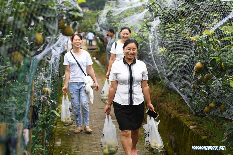 CHINA-CHONGQING-PEAR PLANTATION-POVERTY ALLEVIATION (CN)