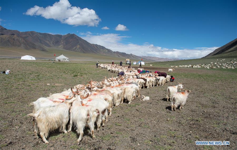 CHINA-TIBET-SHEEP MILK (CN)