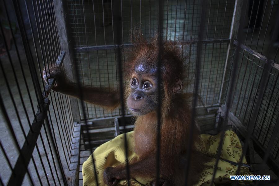 INDONESIA-WEST ACEH-INTERNATIONAL ORANGUTAN DAY