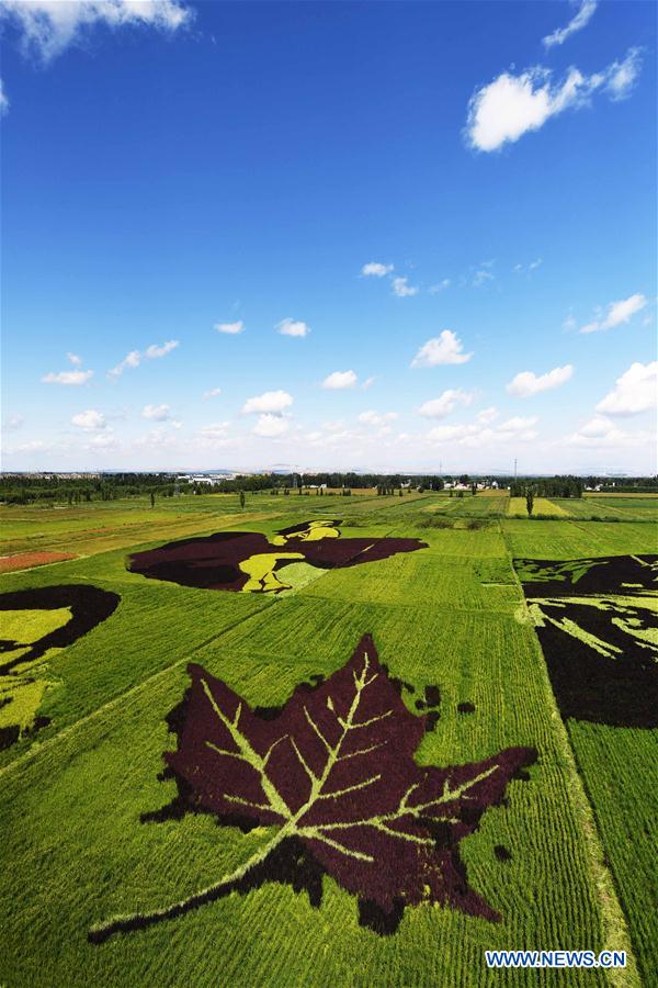 CHINA-XINJIANG-QAPQAL-RICE FIELDS-TOURISM (CN)