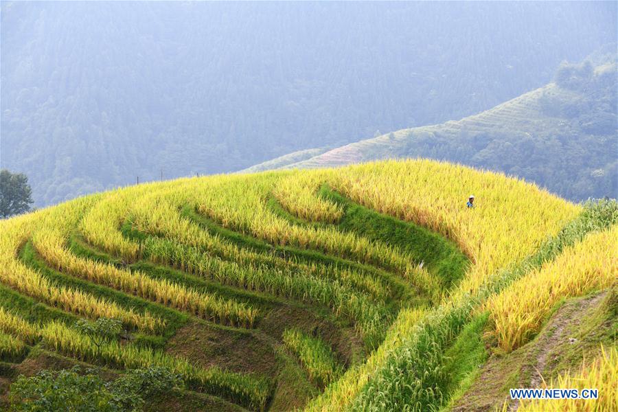 CHINA-GUIZHOU-RONGJIANG-RICE-HARVEST (CN)