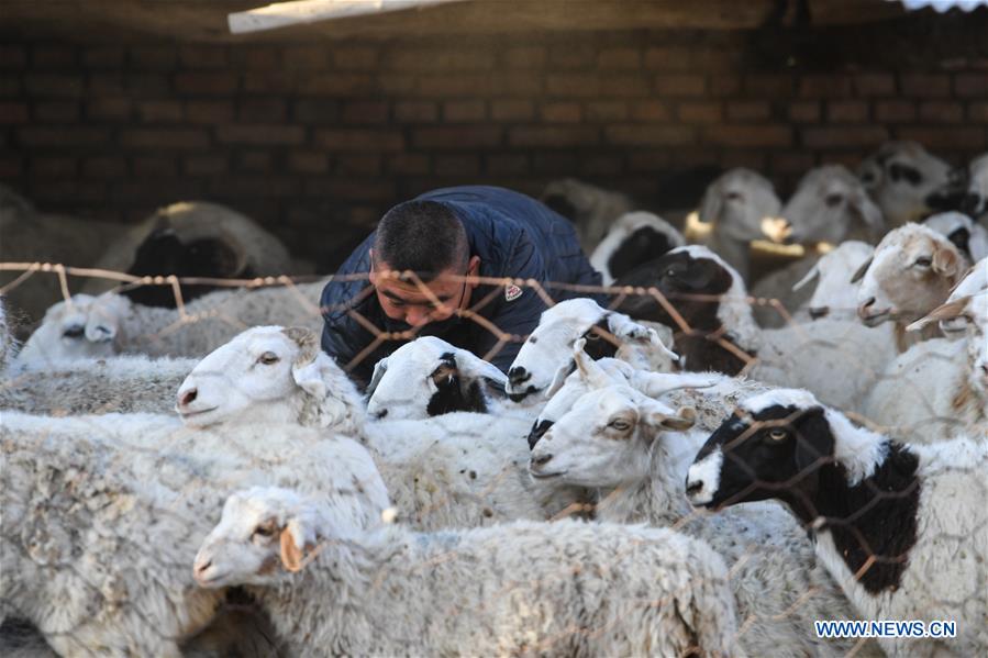 CHINA-INNER MONGOLIA-PASTURE-SHEEP TRADE (CN)