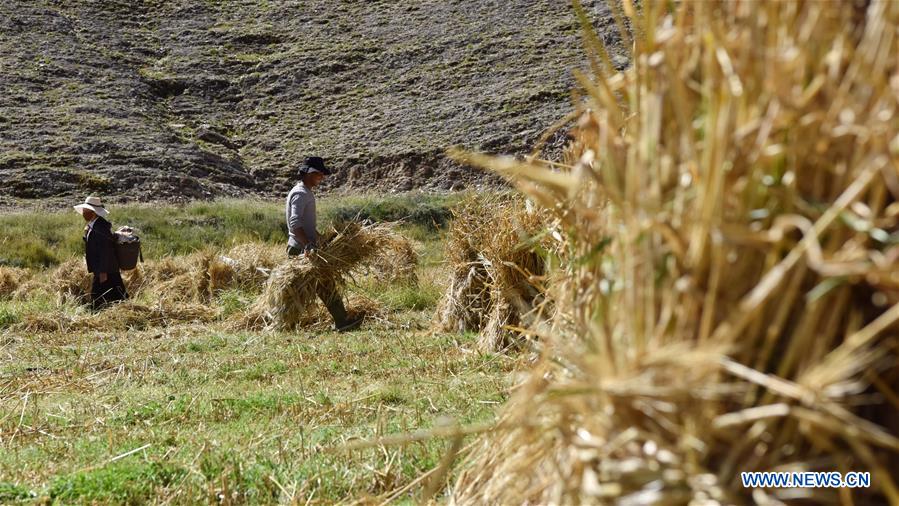 CHINA-TIBET-HIGHLAND BARLEY-HARVEST (CN)