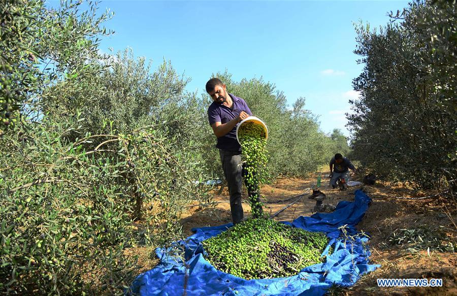 MIDEAST-GAZA-OLIVE-HARVEST