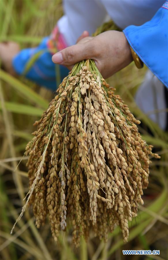 CHINA-GUANGXI-RICE-HARVEST (CN)