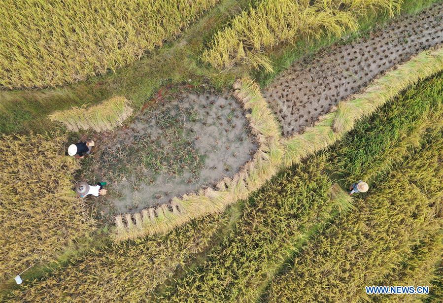 CHINA-GUANGXI-RICE-HARVEST (CN)