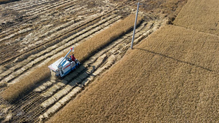 CHINA-JILIN-AUTUMN HARVEST (CN)