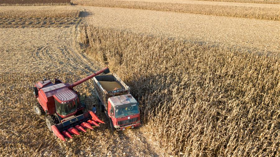 CHINA-JILIN-AUTUMN HARVEST (CN)