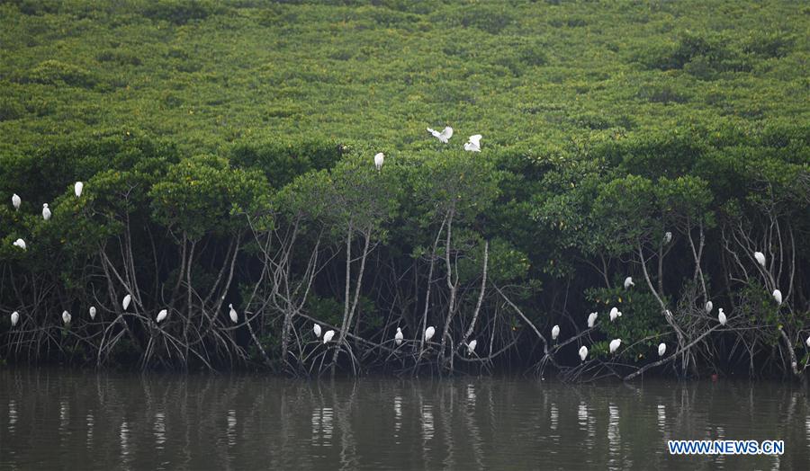 CHINA-HAINAN-MANGROVE-RESERVE (CN)