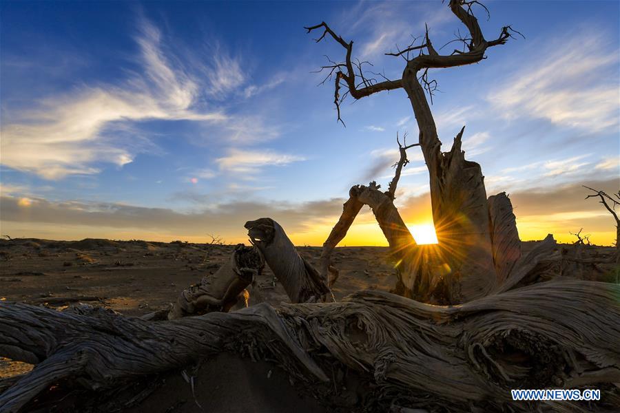 CHINA-INNER MONGOLIA-DESERT POPLAR TREES-SCENERY (CN)