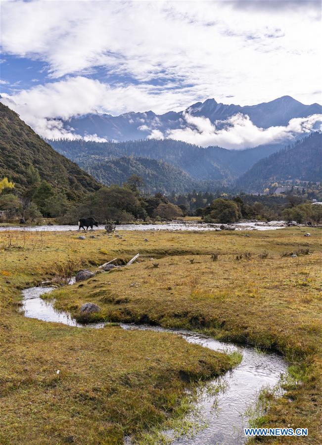 CHINA-TIBET-LULANG-SCENERY (CN)