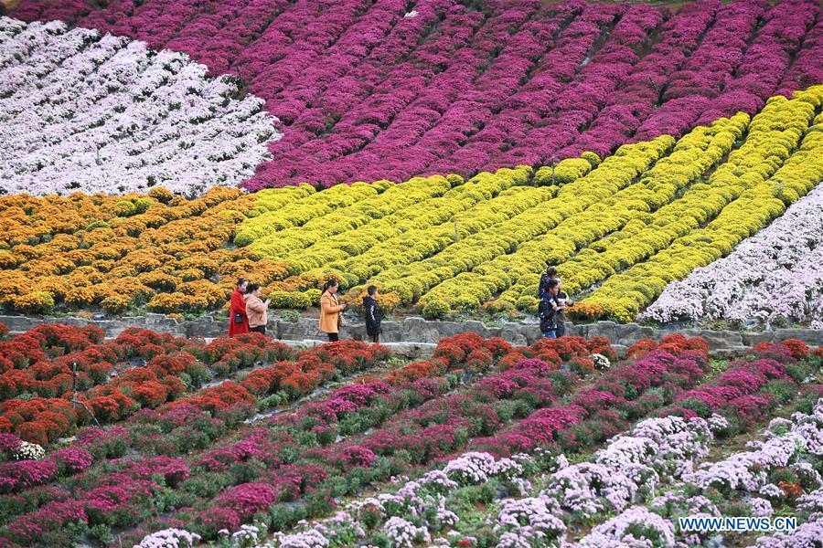 CHINA-GUIZHOU-QIANDONGNAN-CHRYSANTHEMUM (CN)