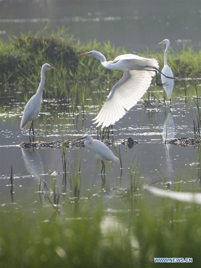 #CHINA-JIANGSU-EGRETS (CN)