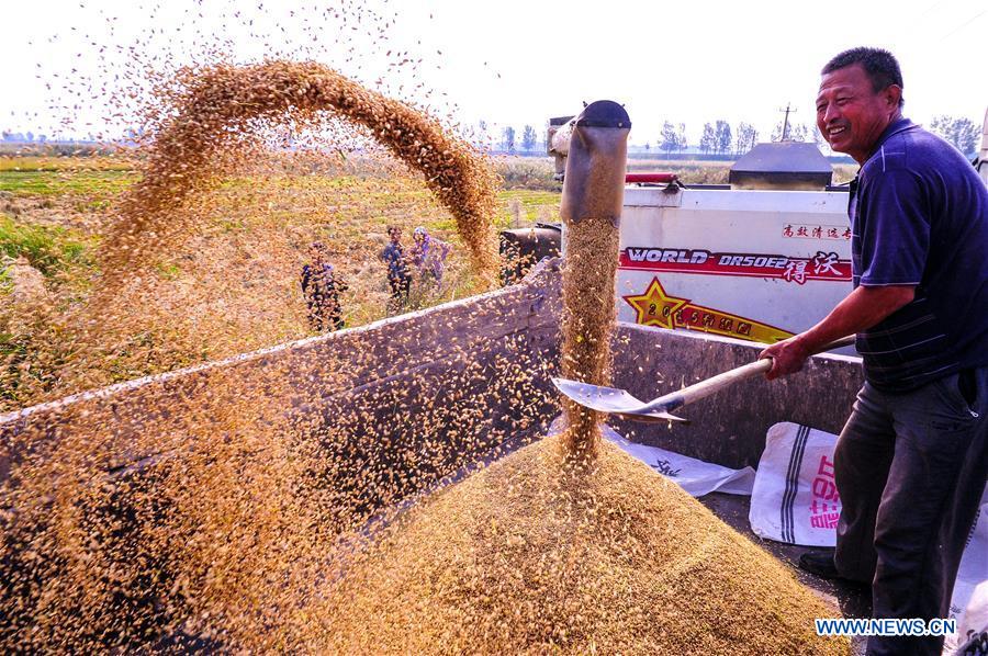 #CHINA-AGRICULTURE-HARVEST (CN)