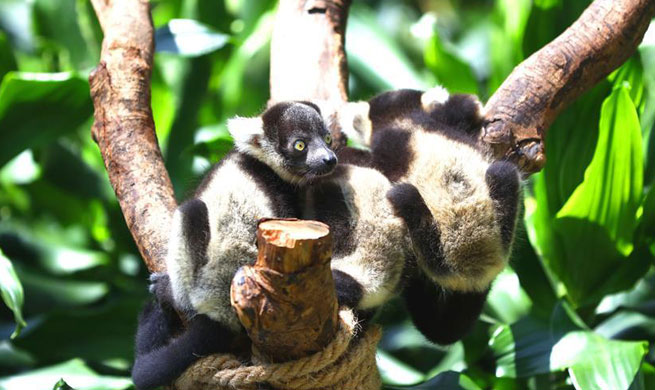 Newborn lemur variegatus triplets meet public in Guangzhou