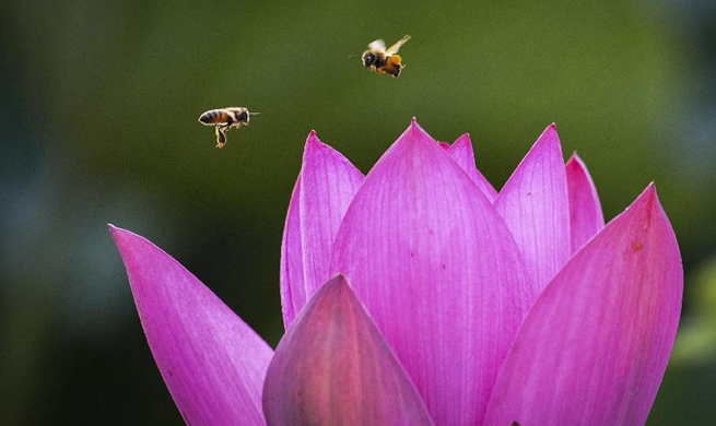 Lotus flowers bloom at wetland park in Zaozhuang, China's Shandong