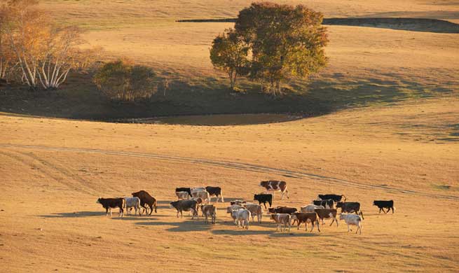 Autumn scenery of N China's Inner Mongolia