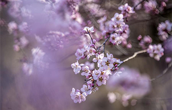 Scenery of peach blossoms in north China's Shanxi