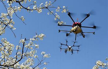 Drones used to do pollination in north China