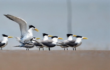 Great crested terns seen at Minjiang River in SE China's Fujian