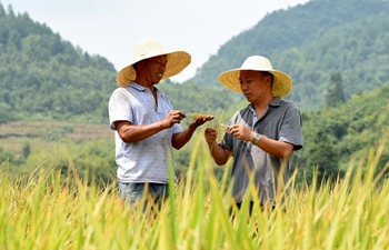 Pic story: farmer helps villagers increase income through organic farming in SW China's Guizhou