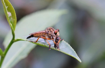 Wuyishan National Park features rich biodiversity