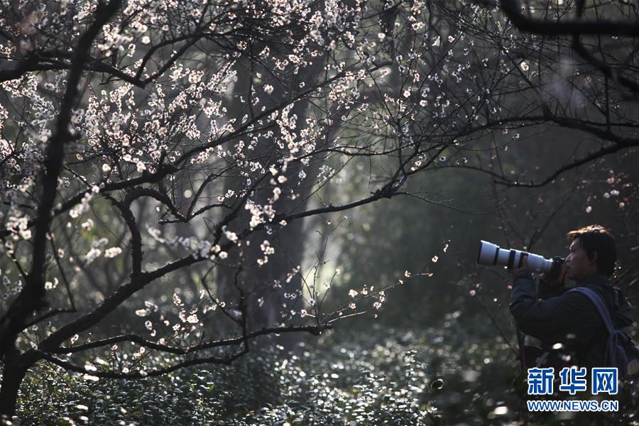 #（社會(huì)）（2）江蘇南京：梅花綻放引客來