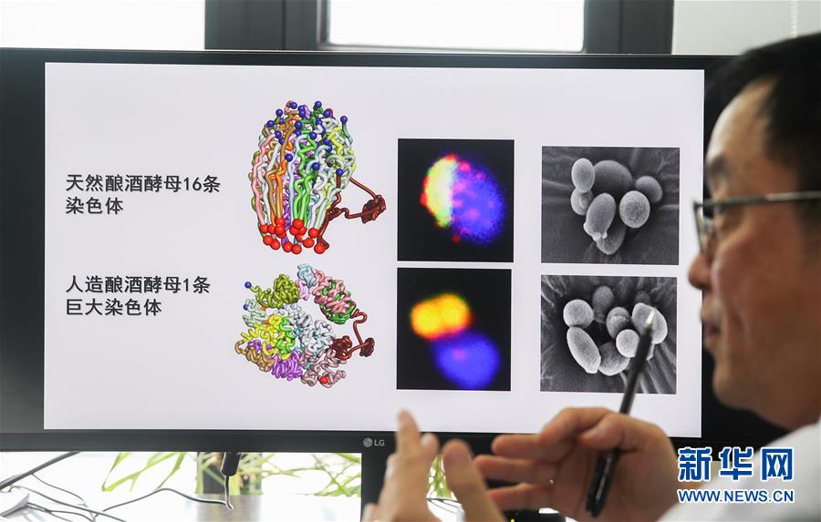 （新華全媒頭條·圖文互動）（3）人造單條染色體真核細(xì)胞問世　我國開啟合成生物學(xué)研究新時代