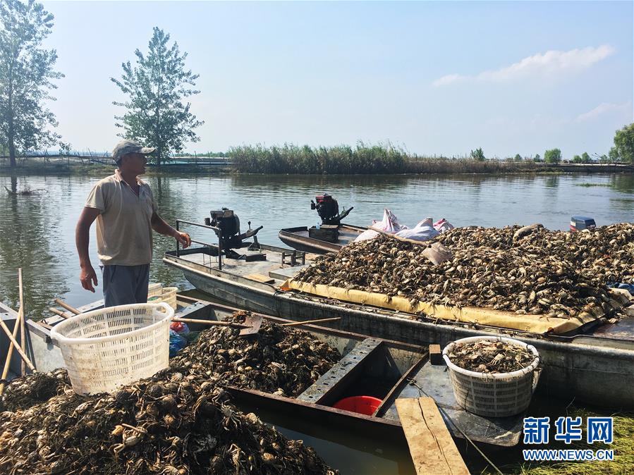 （新華視點(diǎn)·圖文互動(dòng)）（1）上游洪水來襲下游魚蟹死亡，泄洪為何變泄污？