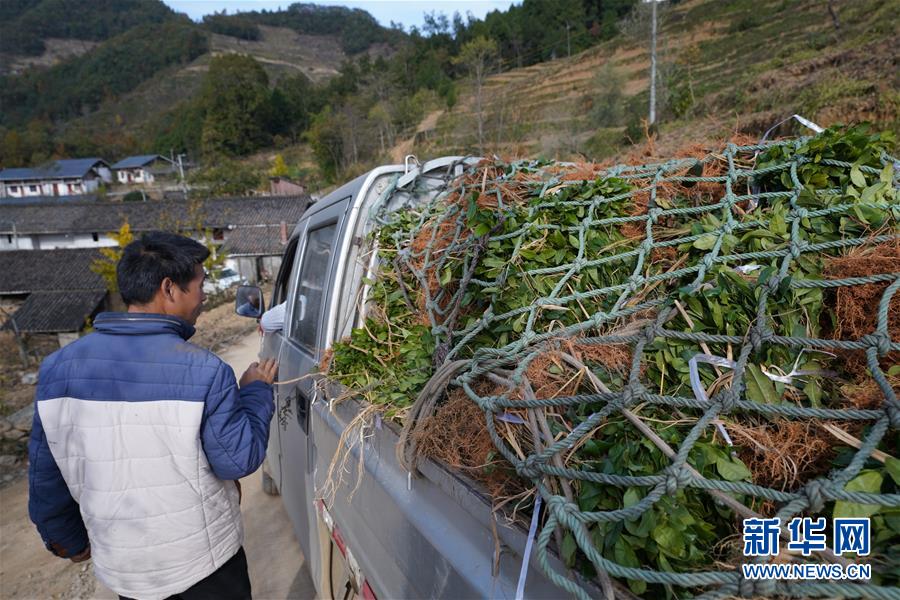 （在習(xí)近平新時代中國特色社會主義思想指引下·慶祝改革開放40周年·共享發(fā)展·圖文互動）（1）“浙江親人”請心安 白茶苗已種滿山——浙江安吉捐贈四川青川白茶苗種植地探訪