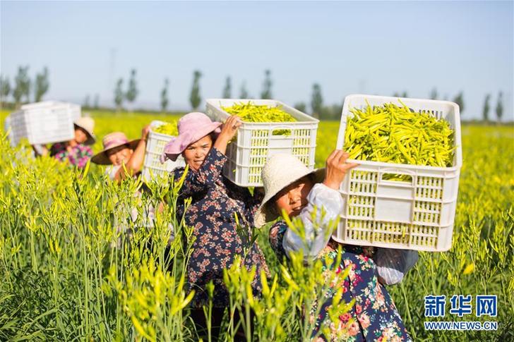 （在習近平新時代中國特色社會主義思想指引下——新時代新作為新篇章·鄉(xiāng)村振興戰(zhàn)略·圖文互動）（1）一株忘憂草，萬家喜眉梢——山西省大同市云州區(qū)黃花產(chǎn)業(yè)扶貧觀察