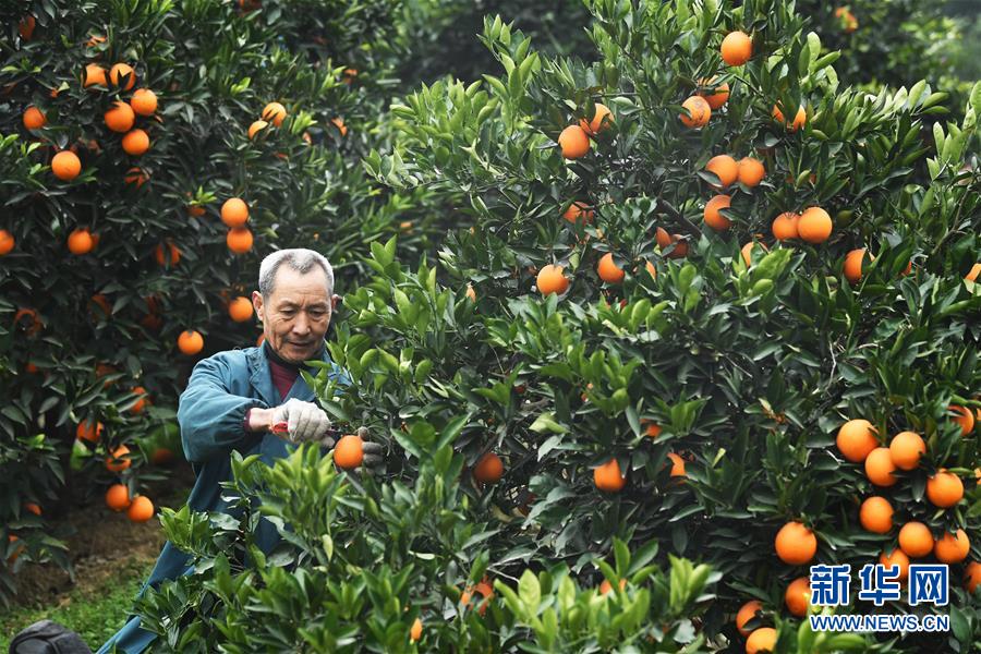 （新春走基層·圖文互動）（1）一個(gè)橙子的八年“蛻變史”